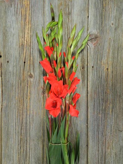 RED GLADIOLAS